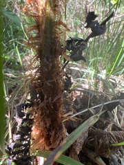 Dryopteris fuscoatra