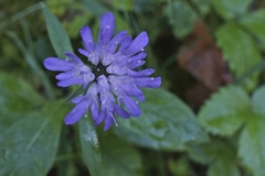 Knautia dipsacifolia