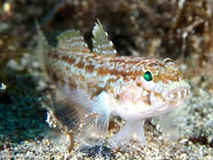Gobius gasteveni