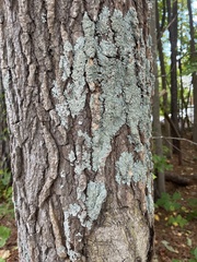 Punctelia missouriensis