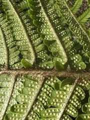 Dryopteris fuscoatra