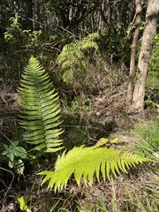 Dryopteris fuscoatra
