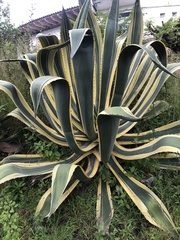 Agave americana