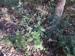 Symphyotrichum drummondii