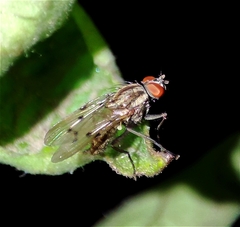 Anthomyia punctipennis