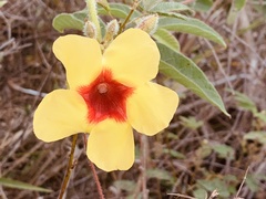Mandevilla