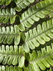 Dryopteris fuscoatra