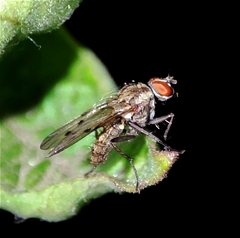Anthomyia punctipennis