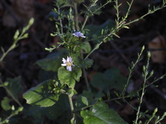 Symphyotrichum drummondii