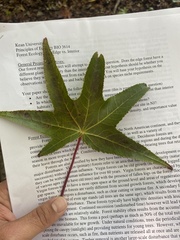Liquidambar