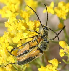 Crossidius pulchellus
