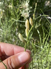 Astragalus toanus
