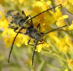 Crossidius pulchellus