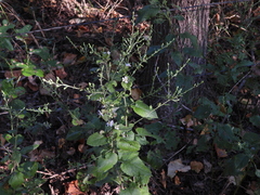 Symphyotrichum drummondii
