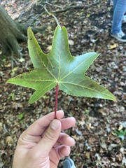 Liquidambar