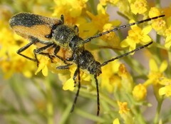 Crossidius pulchellus