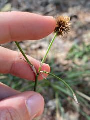 Juncus validus