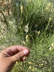 Astragalus toanus