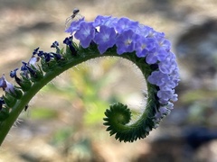 Heliotropium indicum