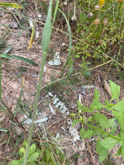 Didelphis virginiana