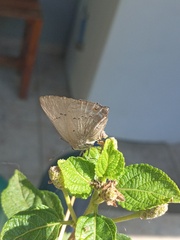 Parrhasius polibetes