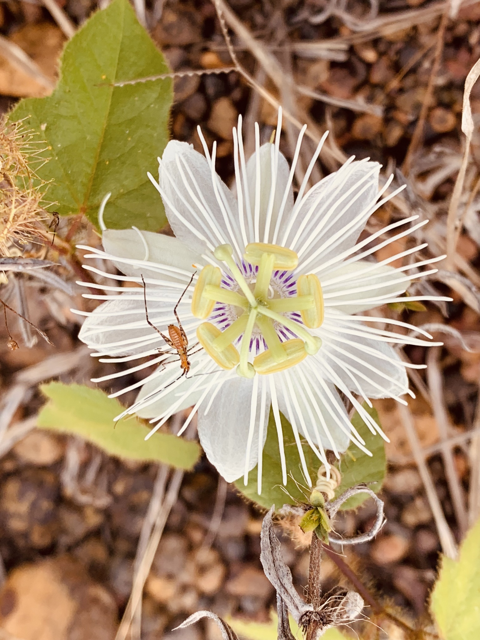 Passiflora foetida