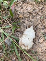 Didelphis virginiana