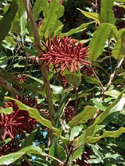 Knightia excelsa