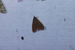 Virbia opella
