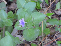 Ruellia drummondiana