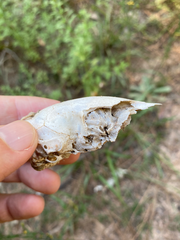 Didelphis virginiana