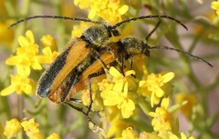 Crossidius pulchellus