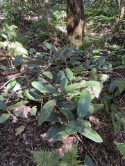 Melicope nealae