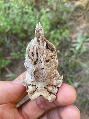 Didelphis virginiana