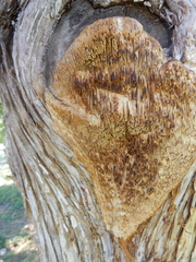 Subantrodia juniperina