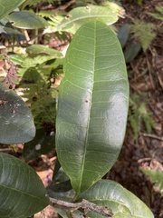 Melicope nealae