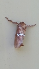Monoleuca semifascia
