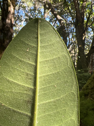 Melicope nealae