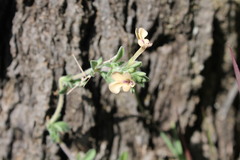 Salvia axillaris