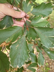 Fagus sylvatica