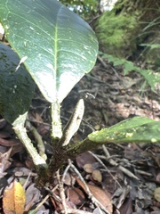 Melicope nealae