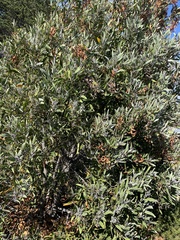 Acacia melanoxylon