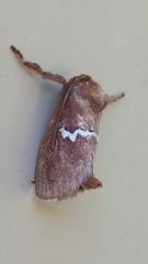 Monoleuca semifascia