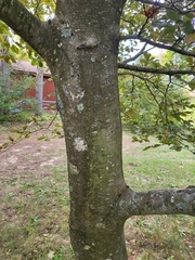 Fagus sylvatica