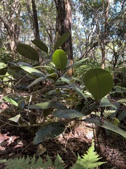 Melicope nealae