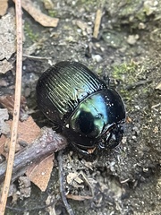 Geotrupes balyi