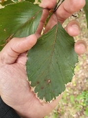Fagus sylvatica