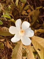 Lecythidaceae