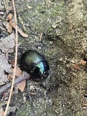 Geotrupes balyi