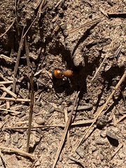 Dasymutilla bioculata